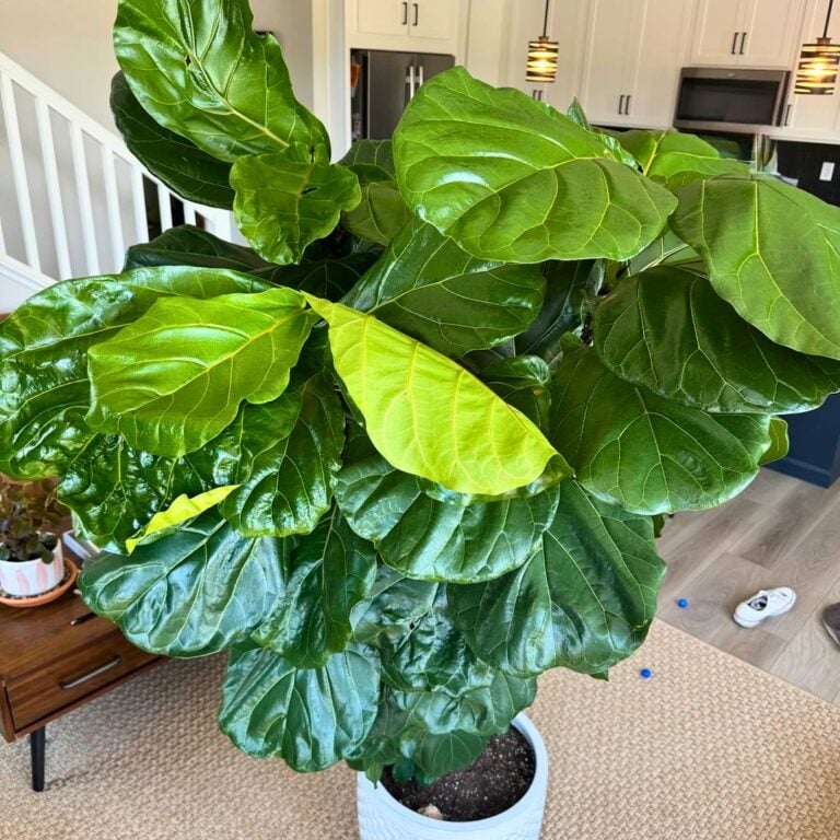 10 Best Houseplants to Photograph in Fall Light