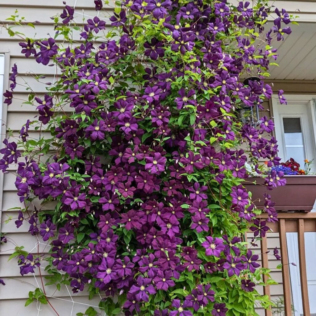 Clematis Vine