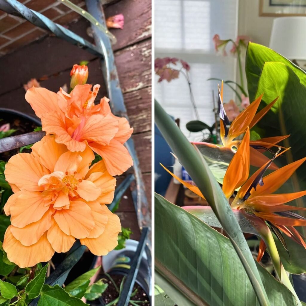 Coral Hibiscus with Bright Yellow Bird of Paradise