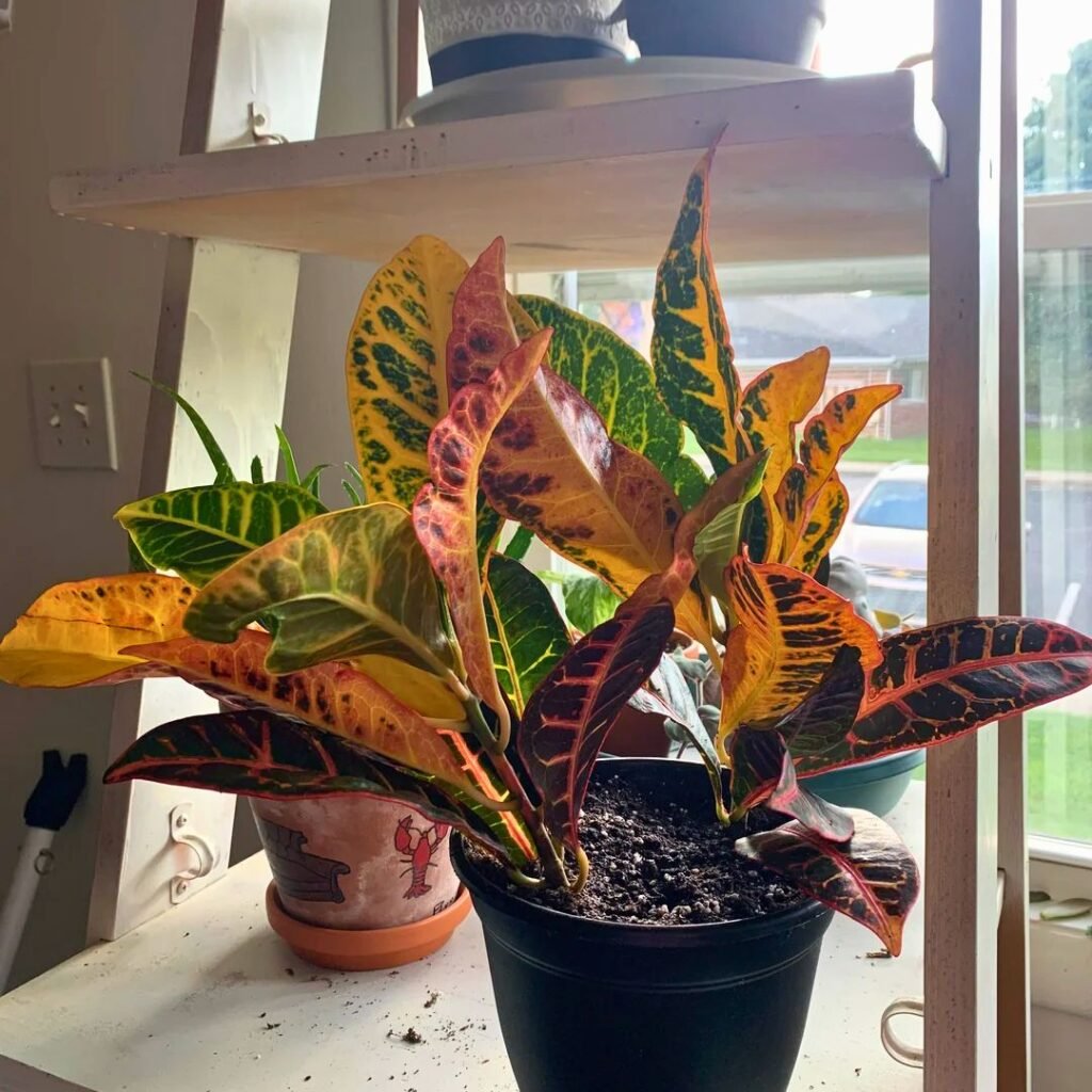 Croton Petra