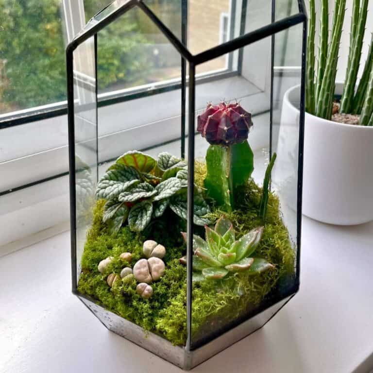 10 Best Succulents for Terrariums