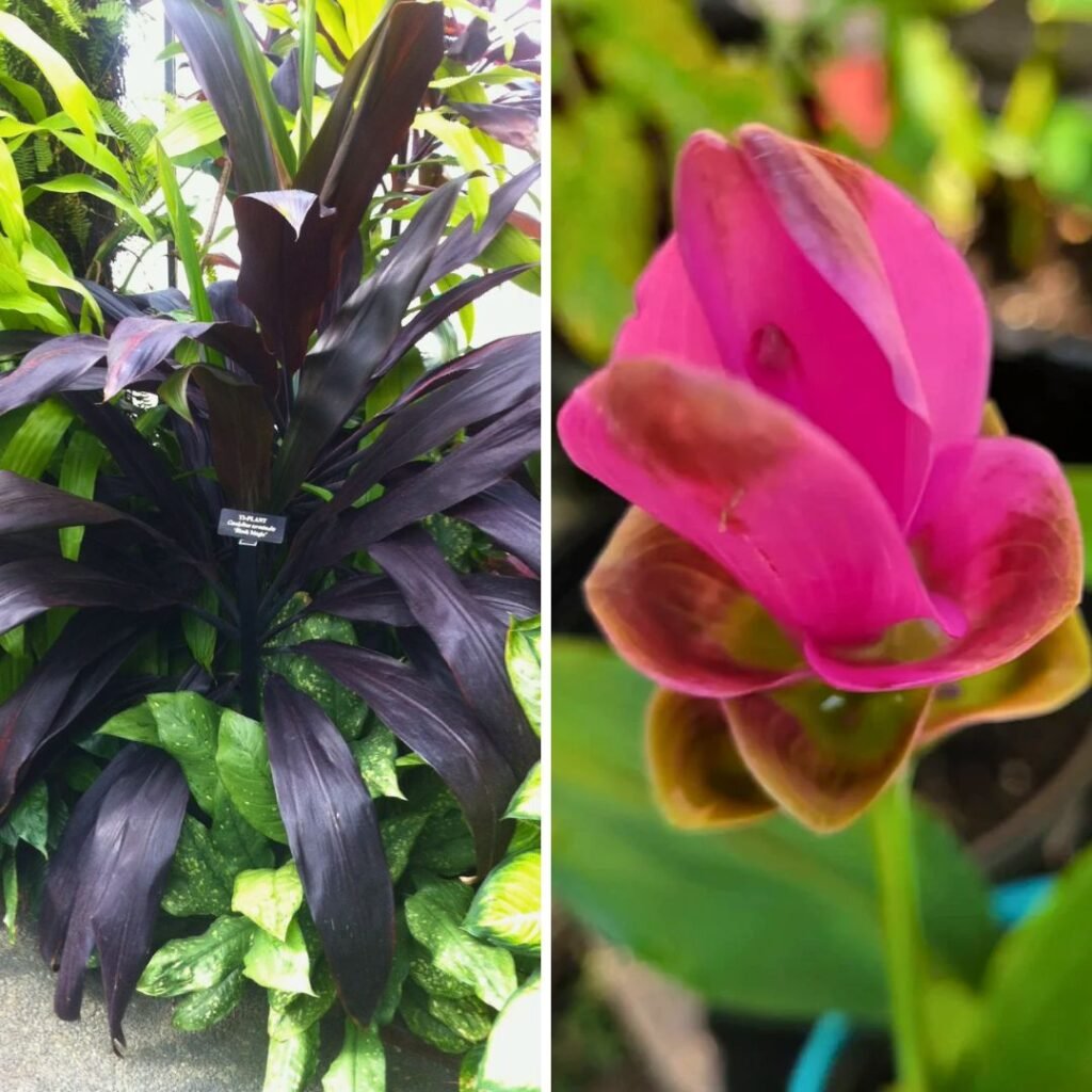 Deep Purple Cordyline with Vibrant Pink Ginger