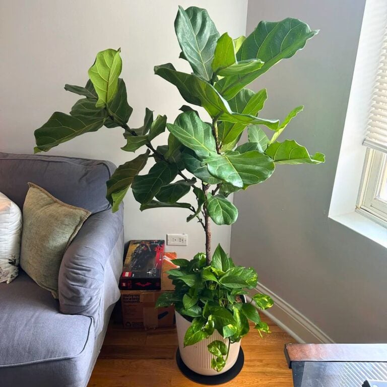 4 Indoor Plant Combos That Look Stunning This Season