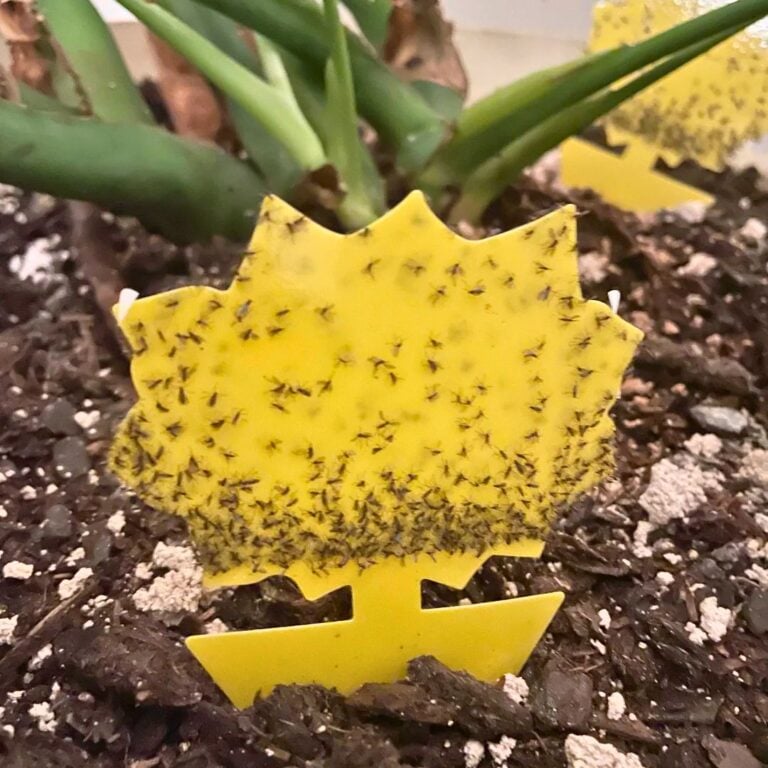 9 Tips for Managing Fungus Gnats in Fall Season