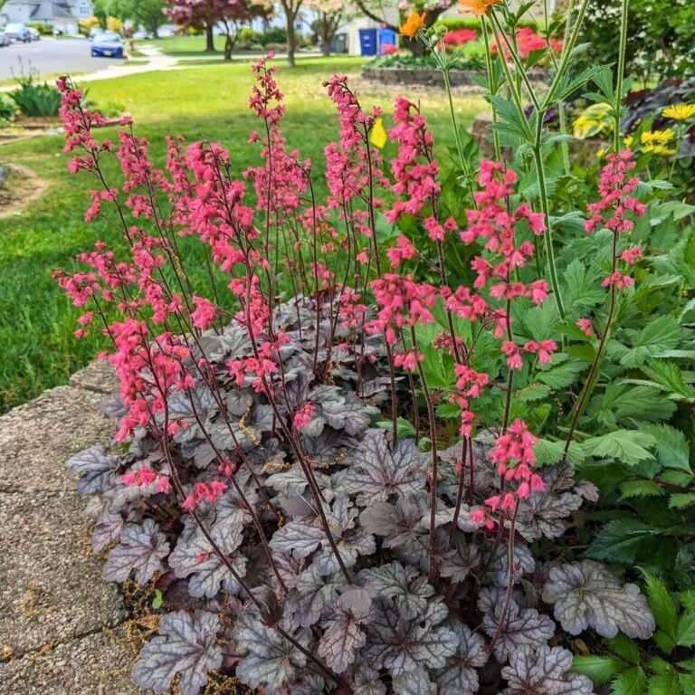 3 Plants That Actually Love the Fall Transition