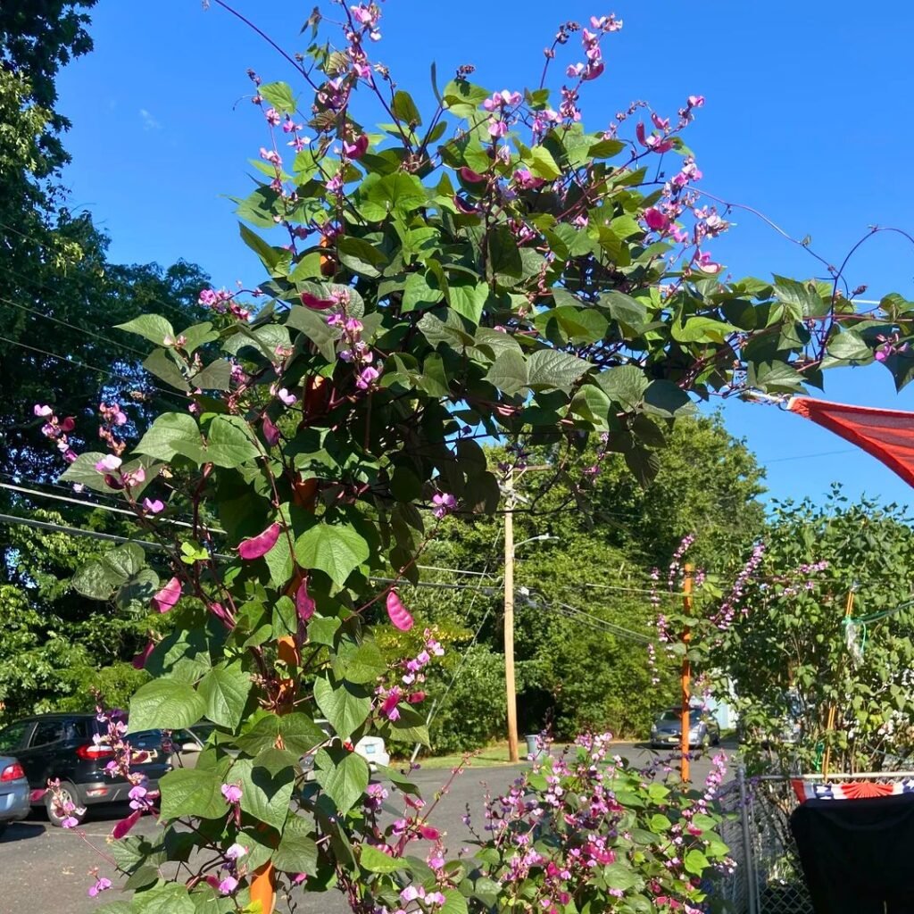 Hyacinth Bean