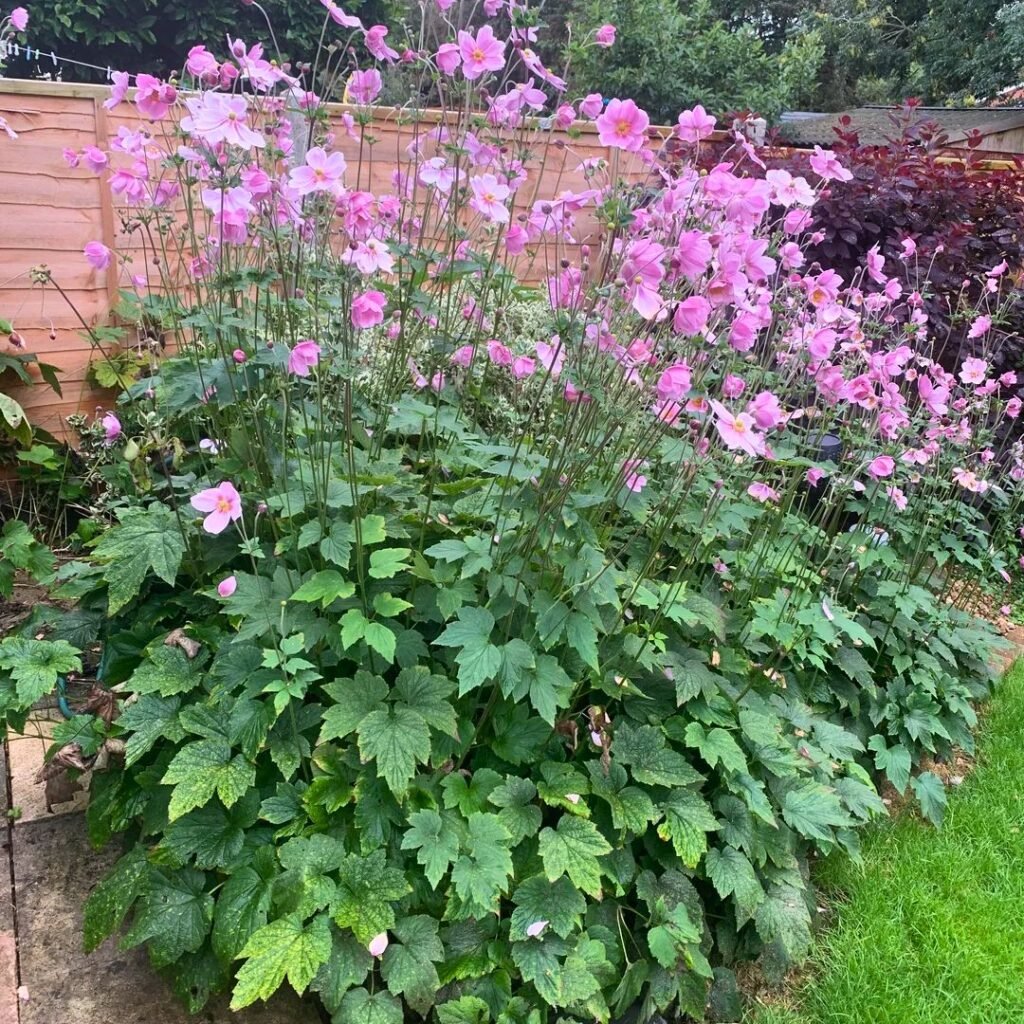 Japanese Anemone