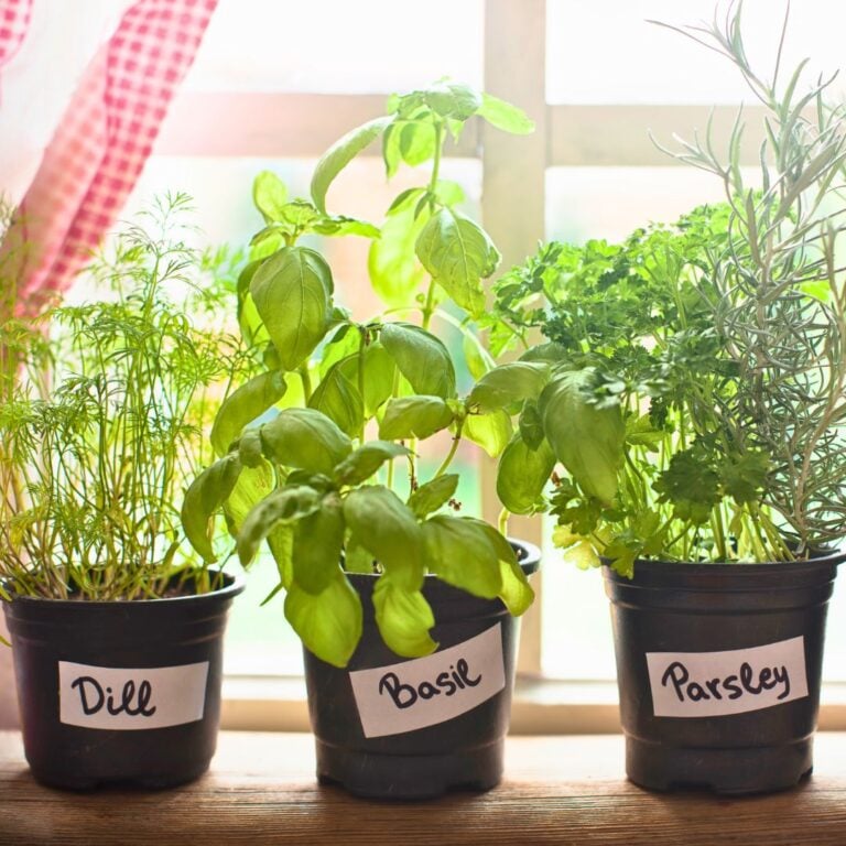 7 Indoor Herb Garden Ideas For Cold Months