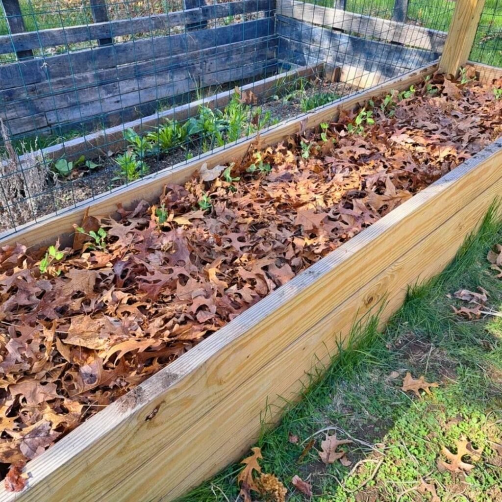 Leaves mulch