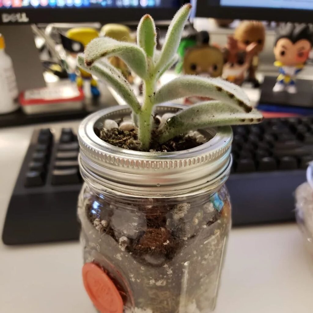 Mason Jar Succulent Planters