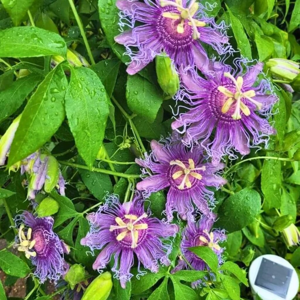 Passionflower Vine