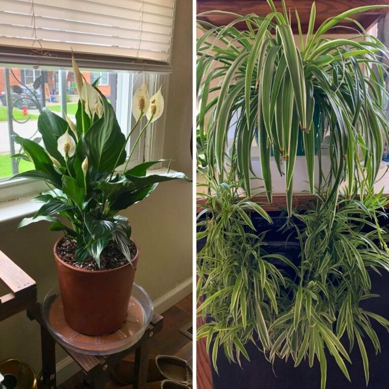4 Air-Purifying Plants You’ll Want for Fall