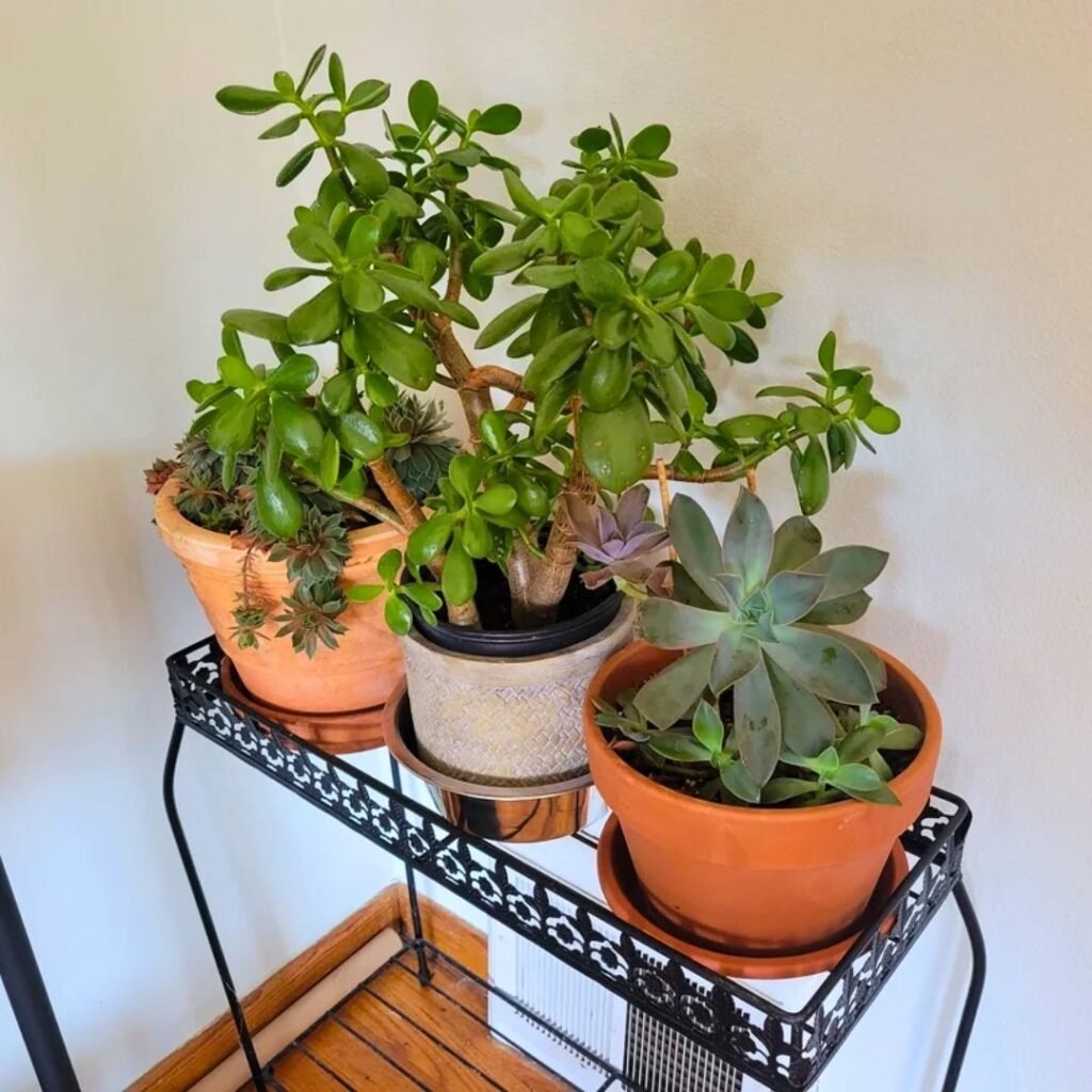 Plants near heater vent