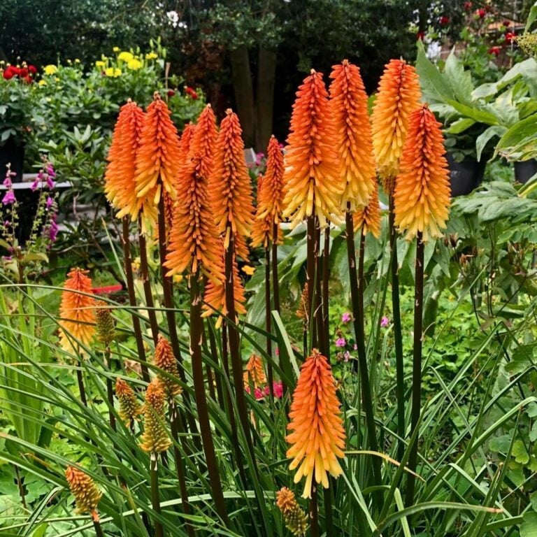 5 Warm-Hued Plants to Cozy Up Your Garden This Fall