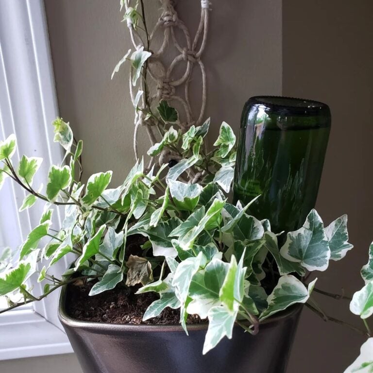 5 No-Fail DIY Self-Watering Systems Using Bottles