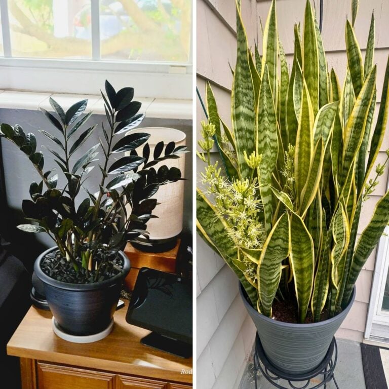 3 Houseplants That Transition Beautifully from Fall to Winter