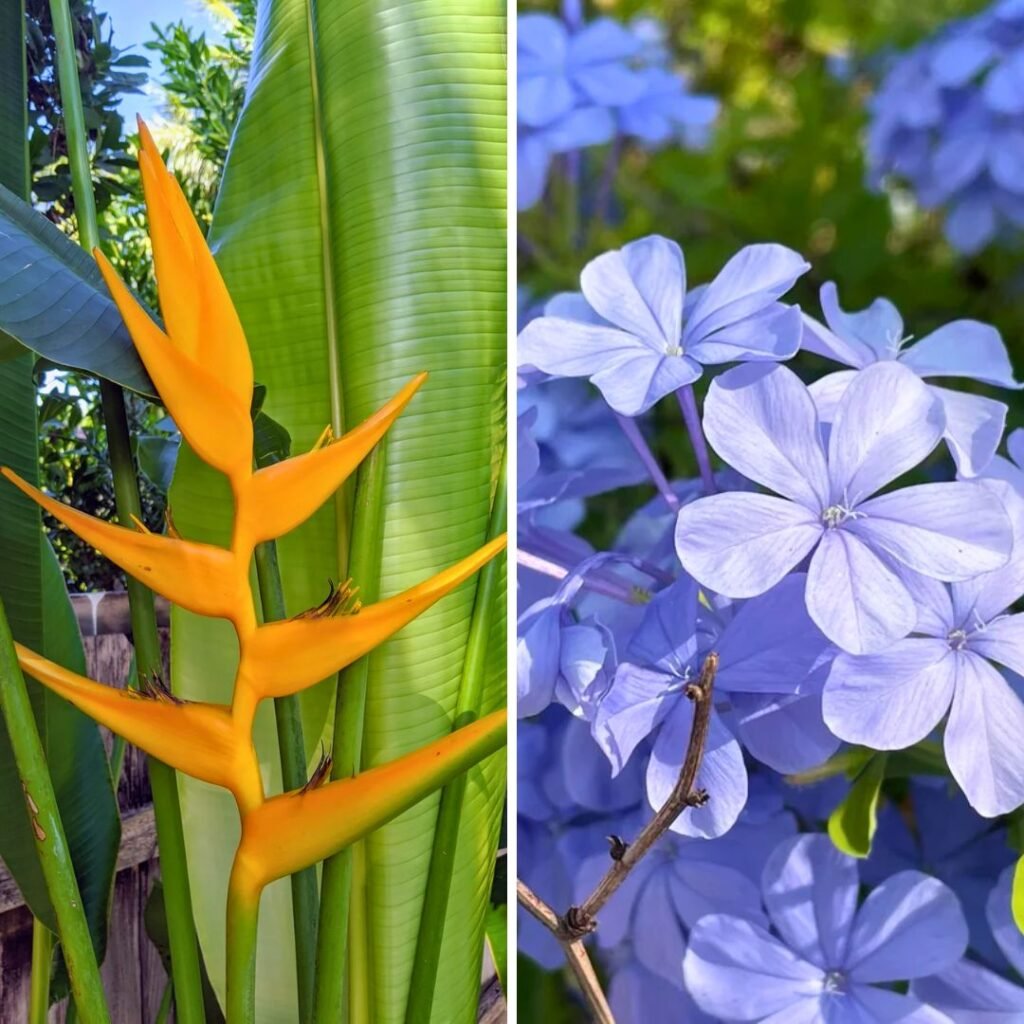 Sunny Yellow Heliconia and Electric Blue Plumbago