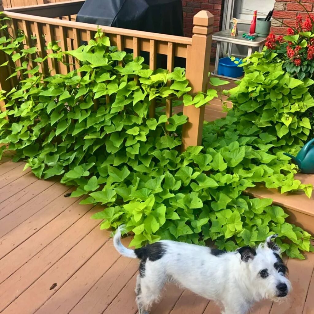 Sweet Potato Vine