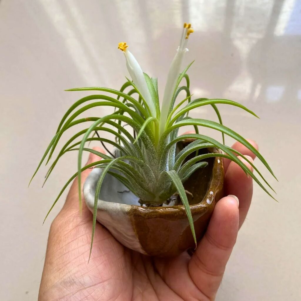 Tillandsia Ionantha
