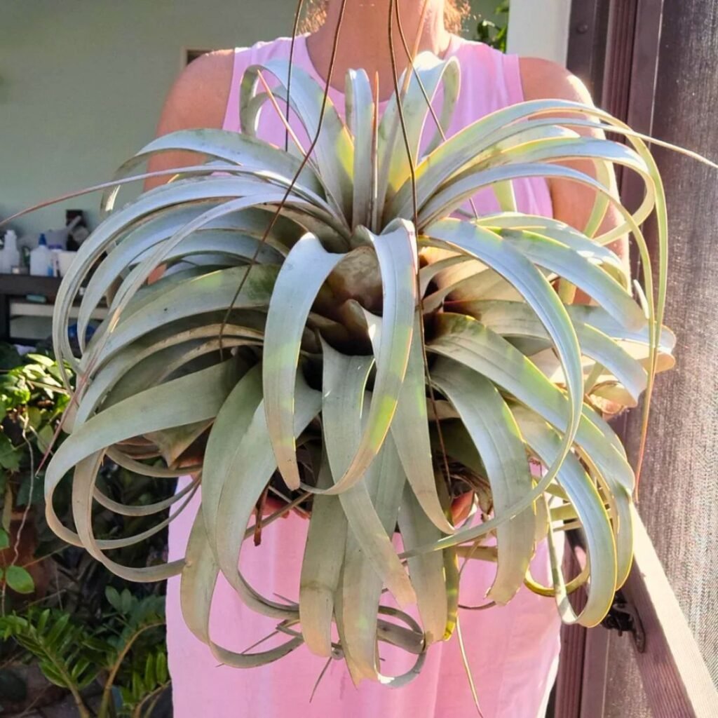 Tillandsia Xerographica