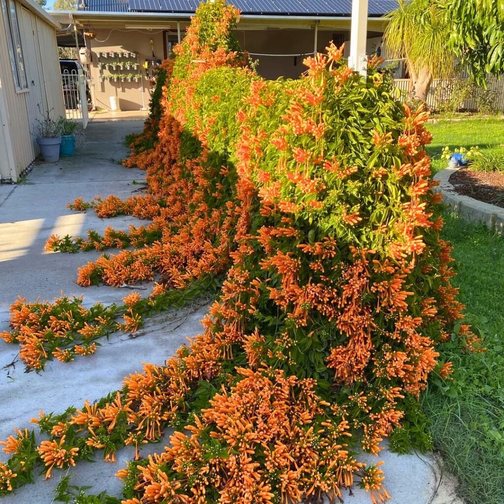 Trumpet Vine
