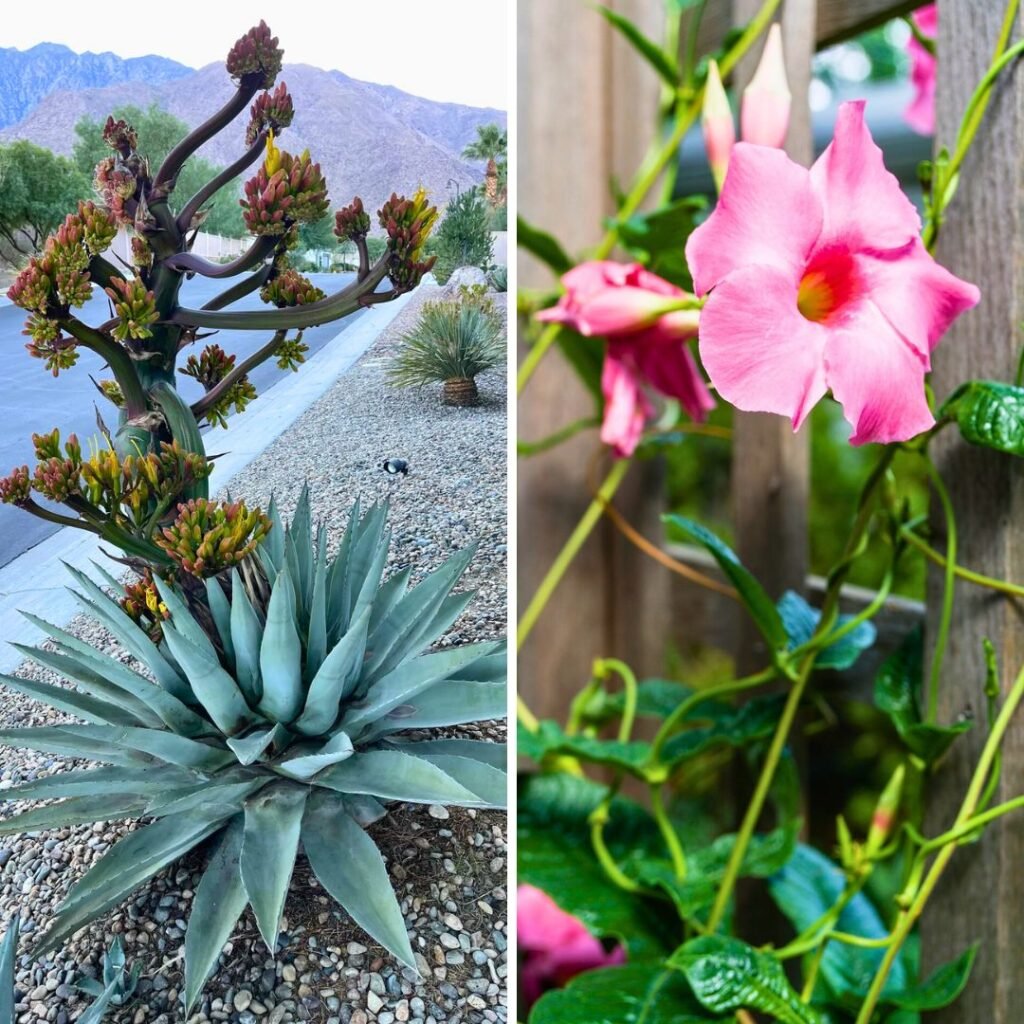 Turquoise Agave paired with Pink Mandevilla