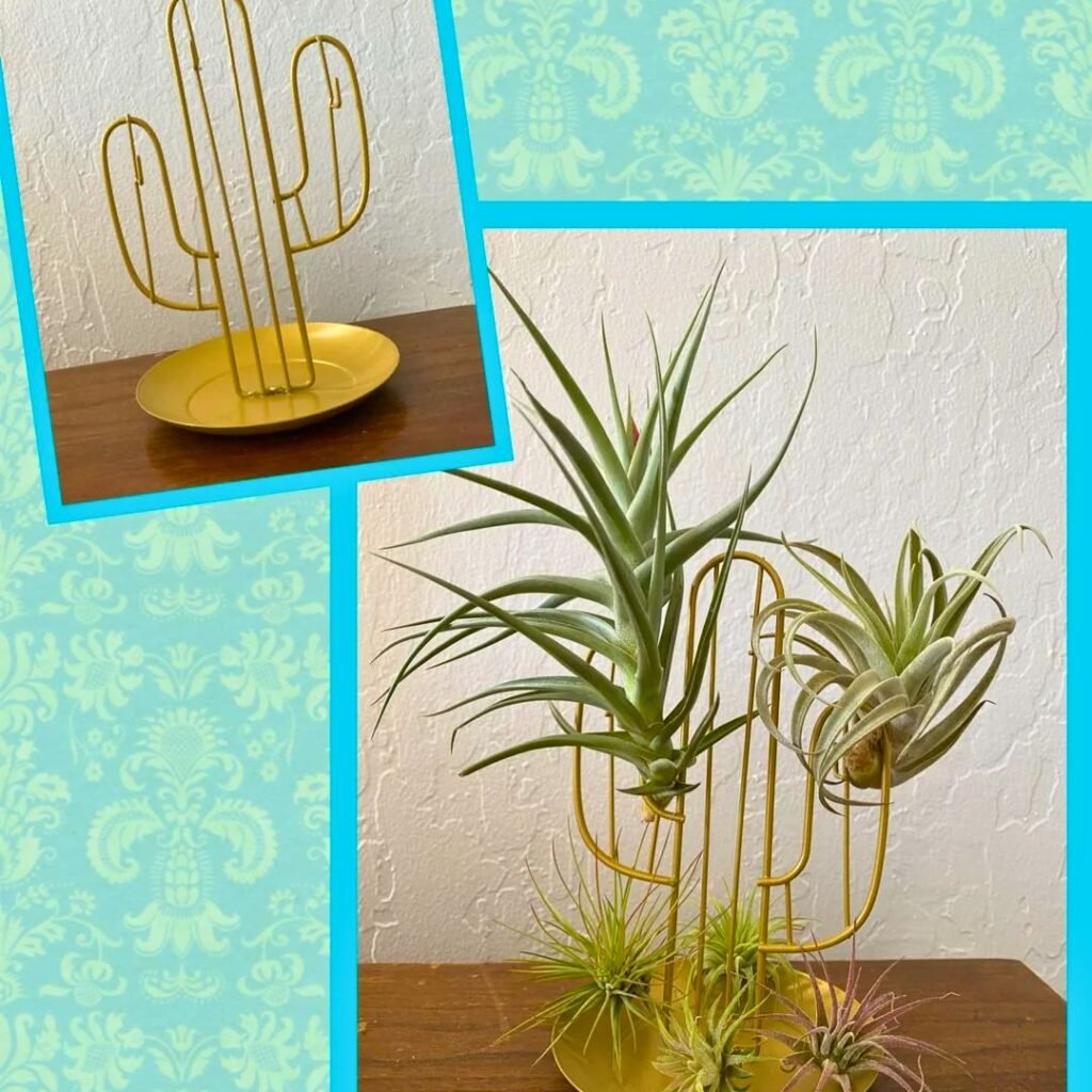 Wire Air Plant Holders