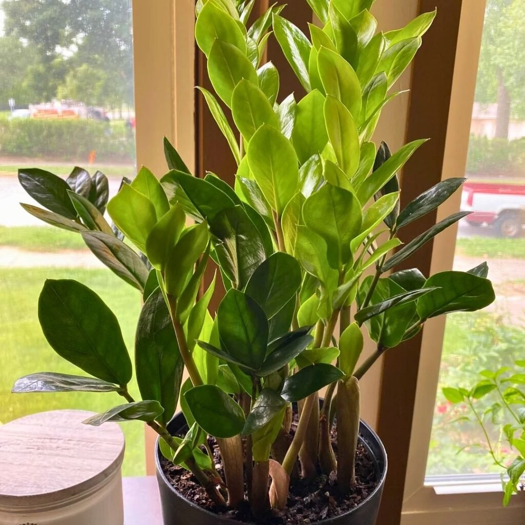 ZZ Plant