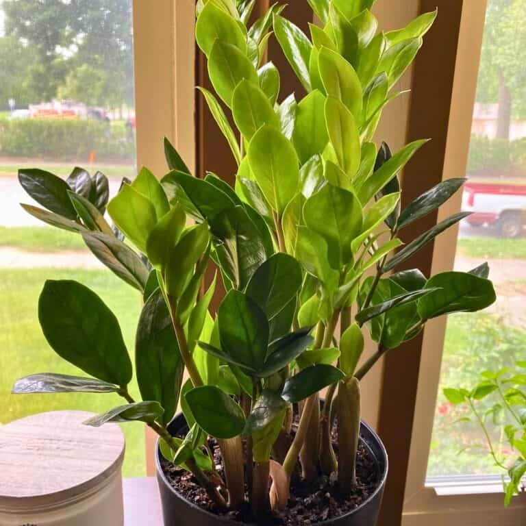 10 Winter‑Worthy ZZ Plant Care Hacks