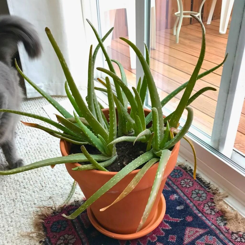 aloe vera near east facing windows