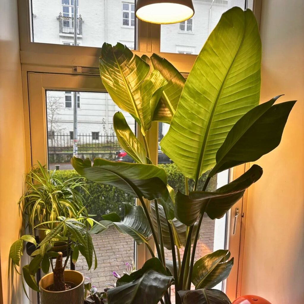warm light