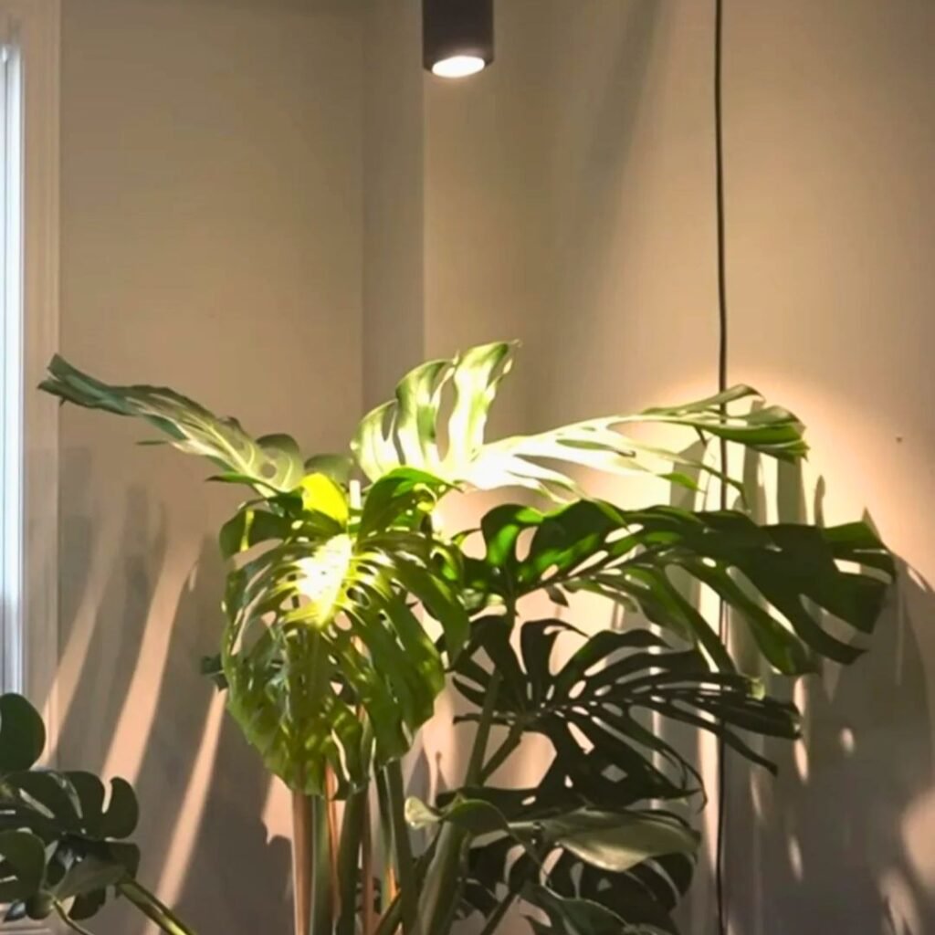 warm light Large plant