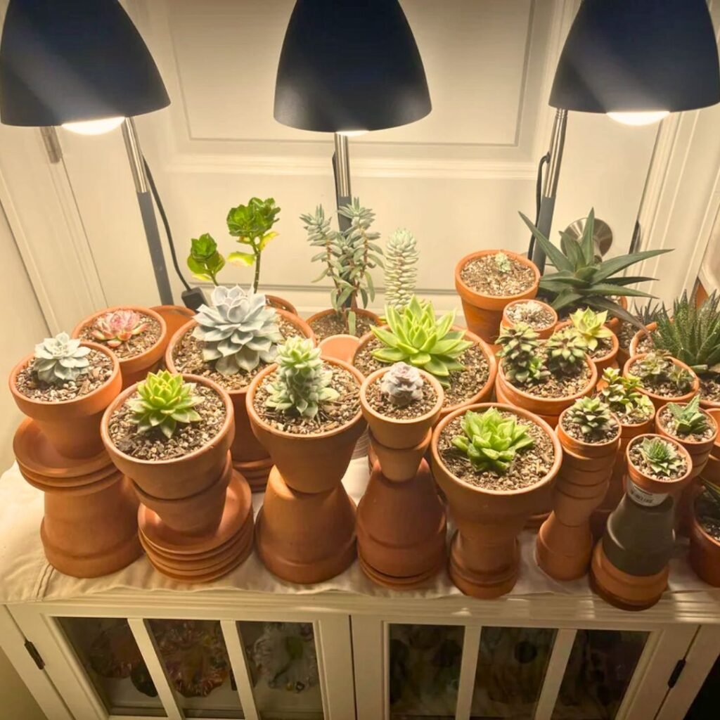 warm light for succulents