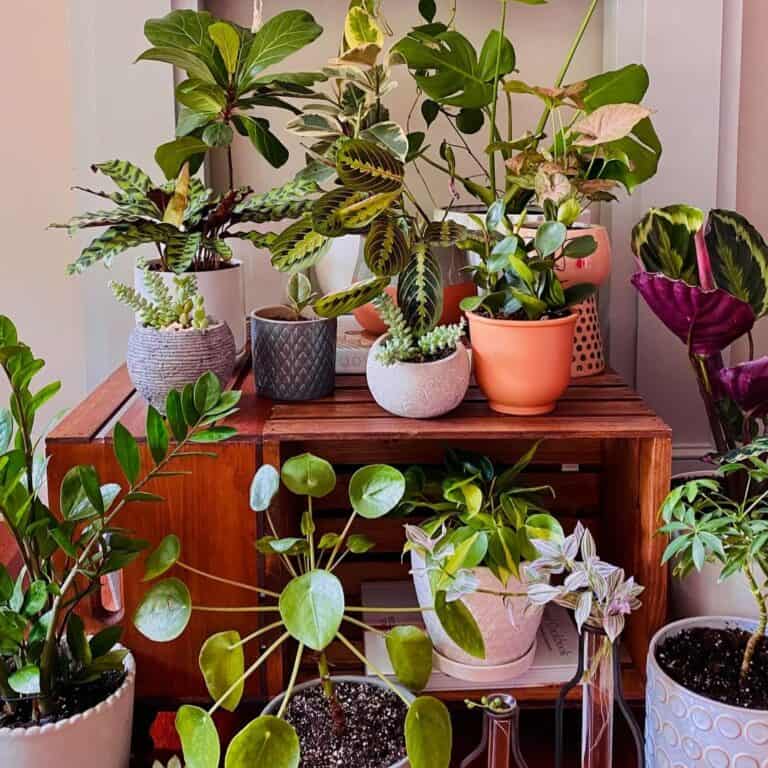 10 Houseplants That Thrive Indoors During Winter
