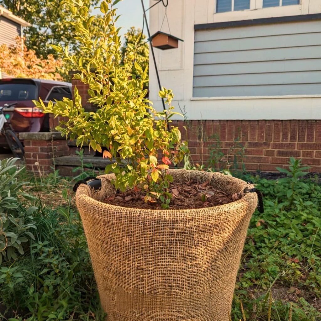 Wrap plant pots in burlap