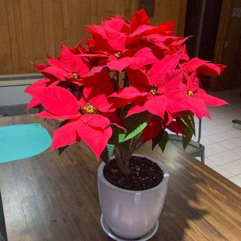 9 Ways to Style Your Houseplants for the Holidays