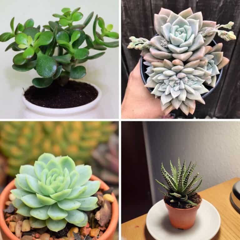 10 Succulents That Can Handle Winter Indoors And Still Thrive