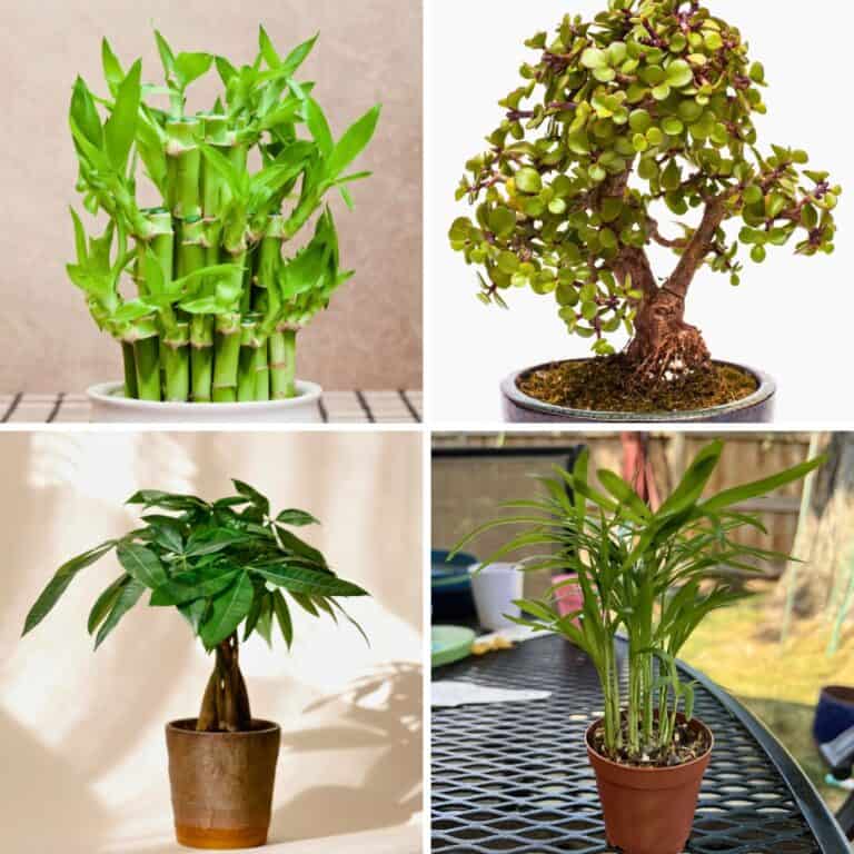11 Houseplants That Symbolise Luck & Positivity