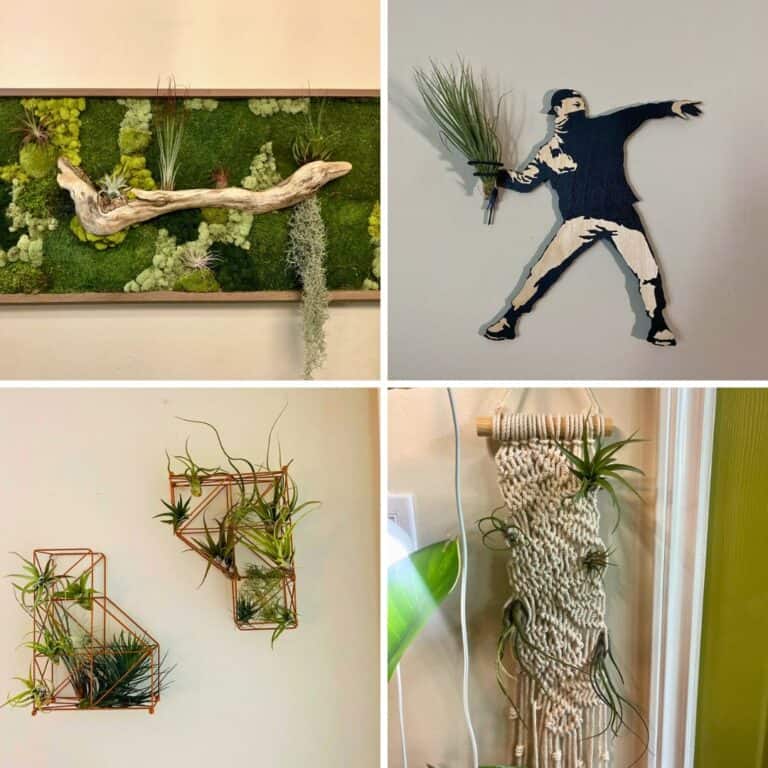 20 Creative Air Plant Display Ideas (With Real Images)