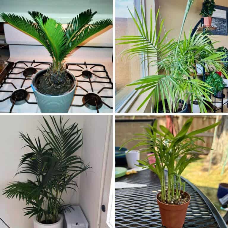 5 Indoor Palms That Survives Cold Weather