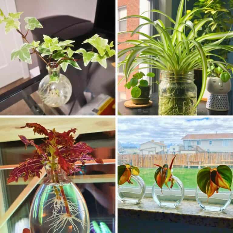 6 Best Cuttings to Root in Water During Winter