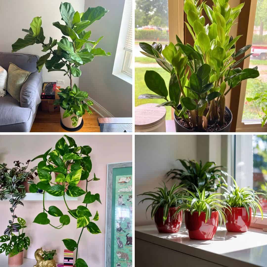 15 Best Houseplants For Direct Sunlight To Brighten Your Home ...
