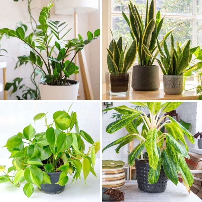 7 Mood‑Boosting Indoor Plants for Dark Winter Days