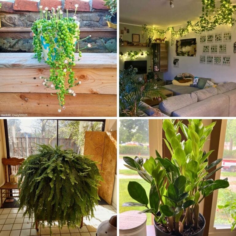 8 Best Houseplants to Pair With Fairy Lights