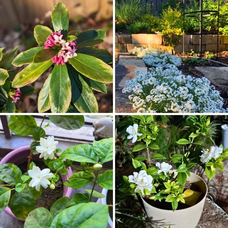 8 Winter Plants That Smell Amazing Indoors
