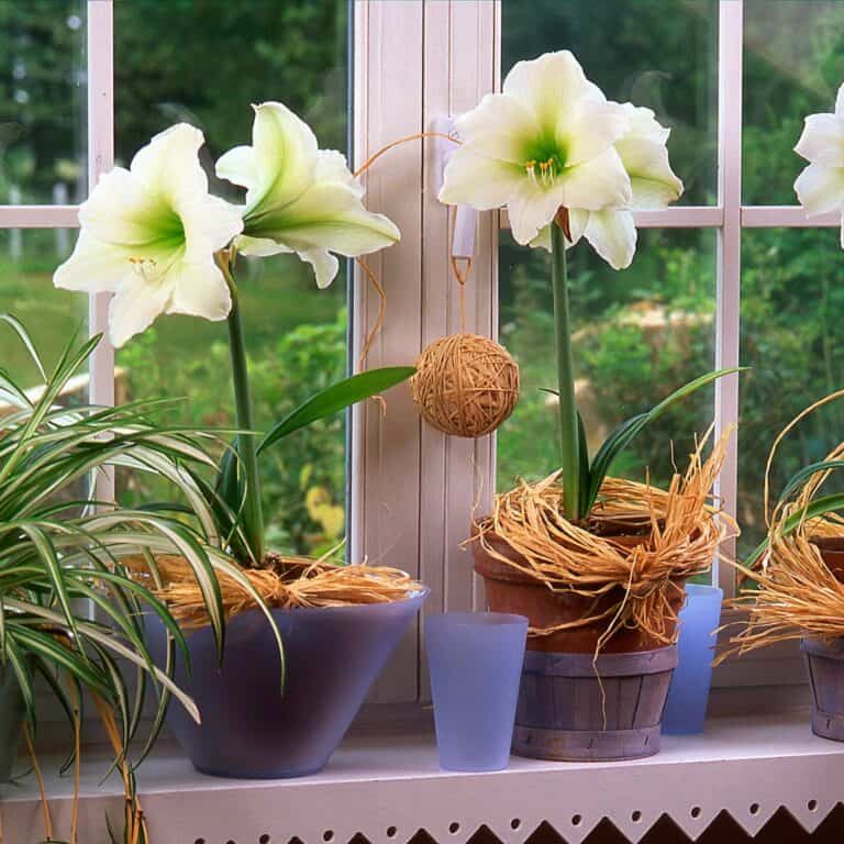 11 Tips To Care And Bloom Amaryllis Flower