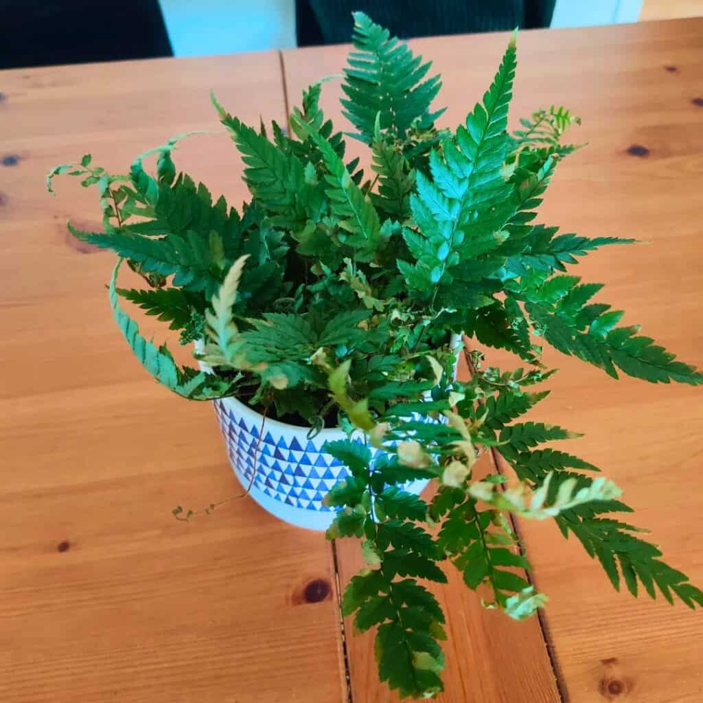 Autumn Fern Dryopteris erythrosora