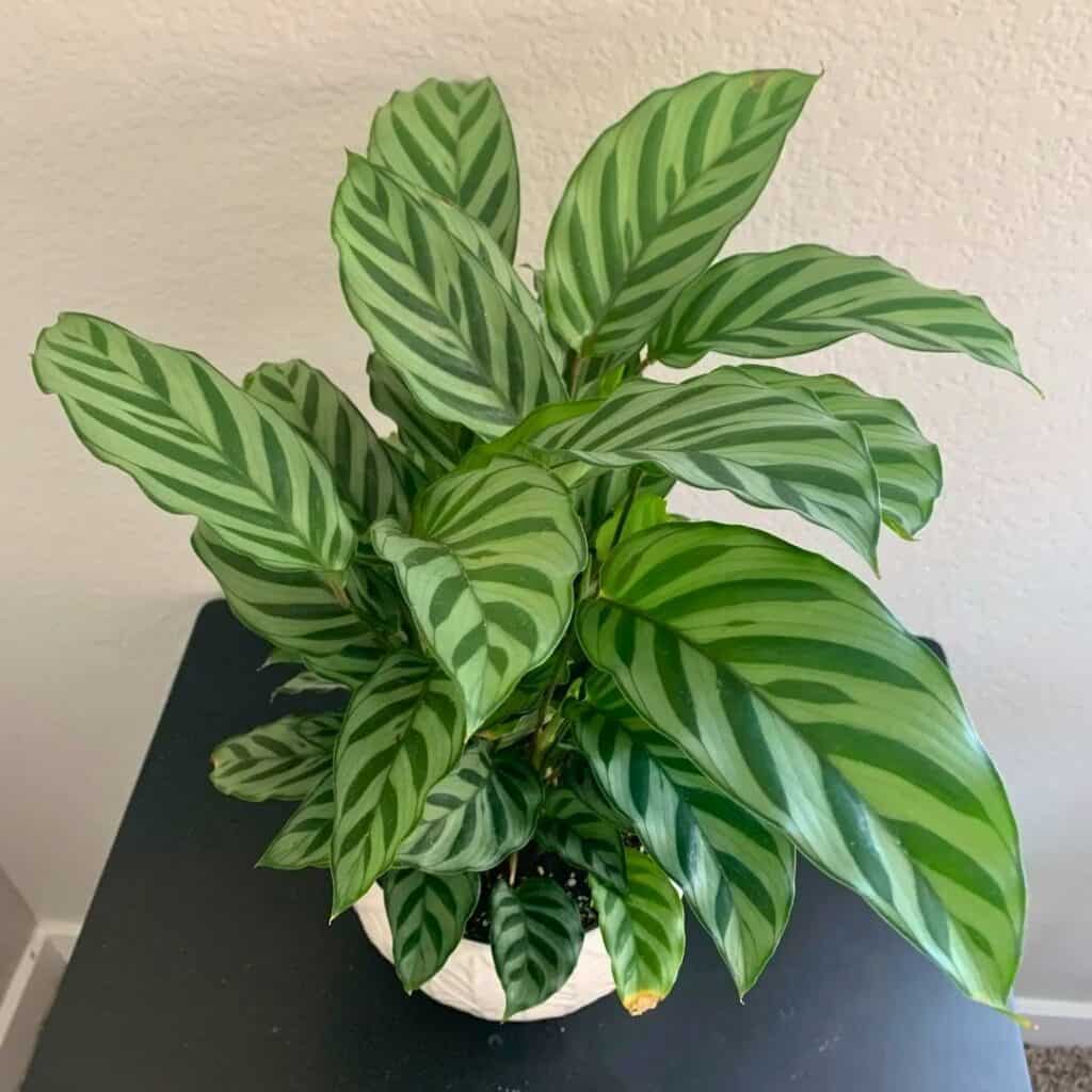 Calathea Freddie