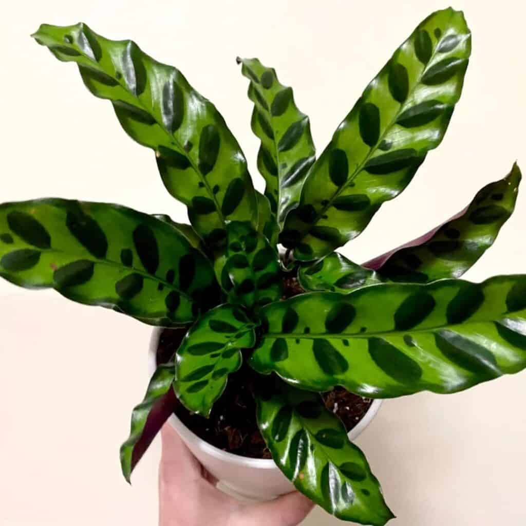 Calathea Lancifolia Rattlesnake Plant