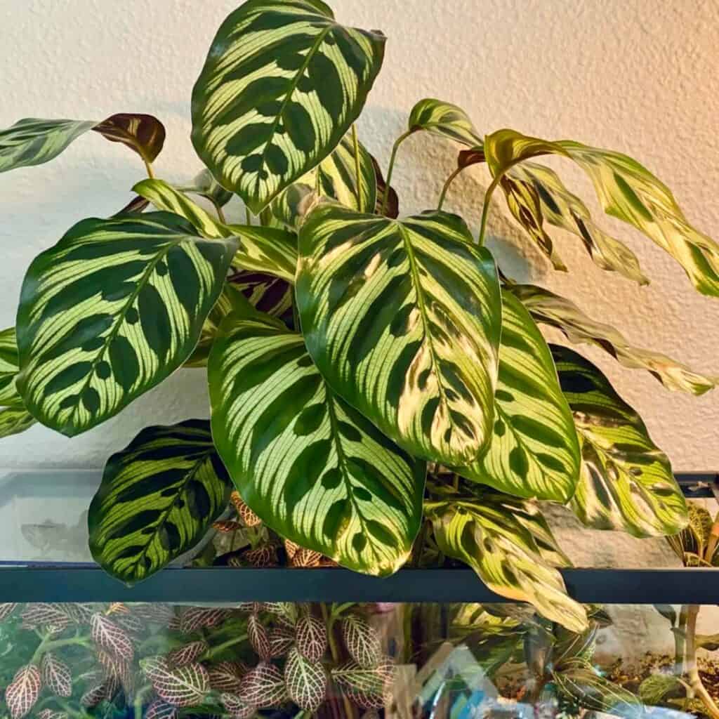 Calathea Makoyana